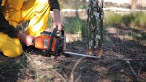 Best Root Management and Removal  in Murrieta, CA