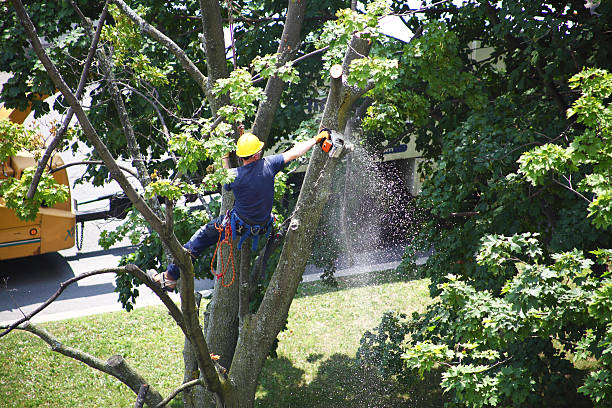Lawn Pest Prevention in Murrieta, CA